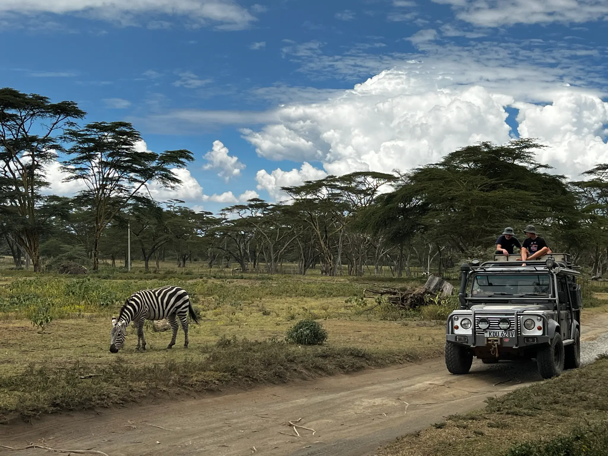 The Beast with zebras